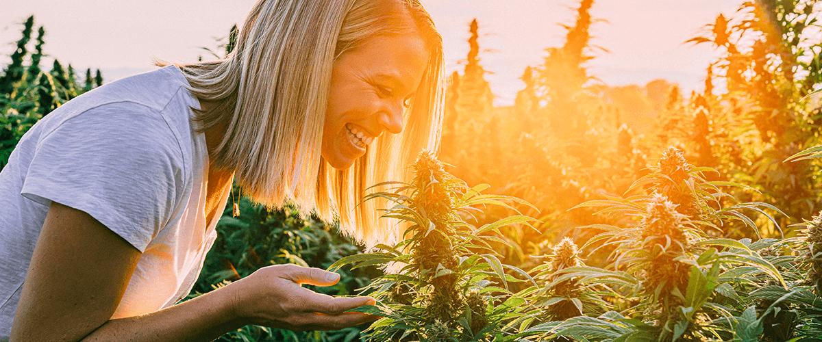 CBD Bloemen: Alles Wat er te Weten Valt